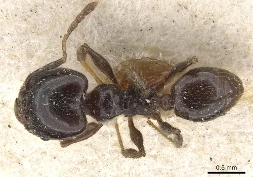 Pheidole insipida - CASENT0901556