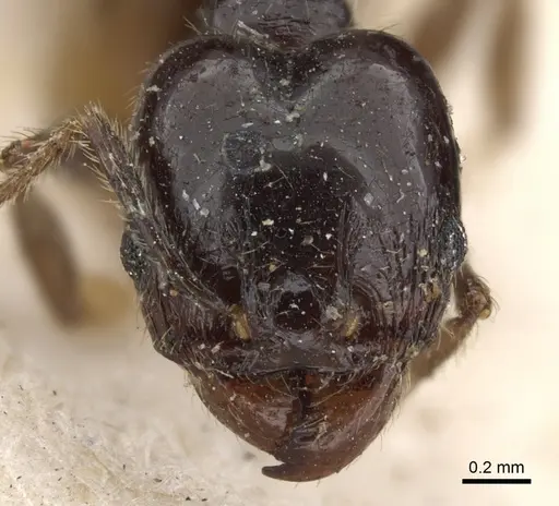 Pheidole insipida - CASENT0901556