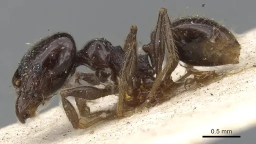 Pheidole insipida - CASENT0901556