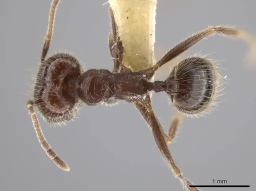 Pheidole insipida - INBIOCRI002279444