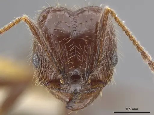 Pheidole insipida - INBIOCRI002279444