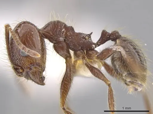 Pheidole insipida - INBIOCRI002279444