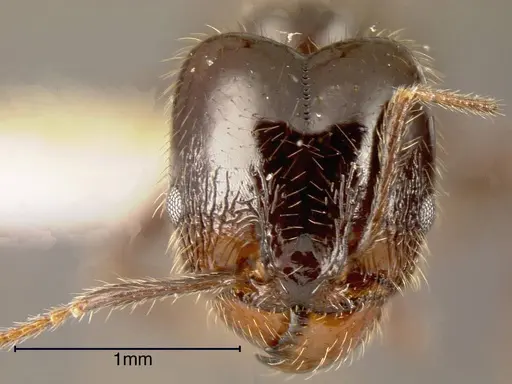 Pheidole insipida - INBIOCRI002279445