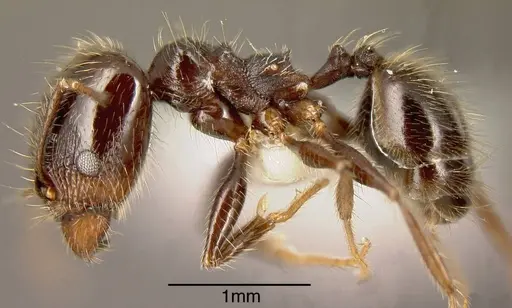 Pheidole insipida - INBIOCRI002279445