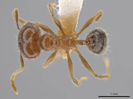 Pheidole insipida - INBIOCRI002279449