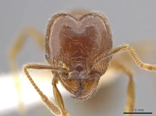 Pheidole insipida - INBIOCRI002279449