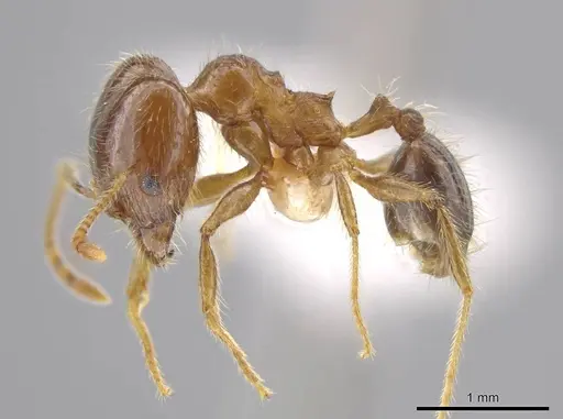 Pheidole insipida - INBIOCRI002279449