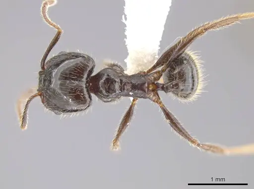 Pheidole insipida - JTLC000007121