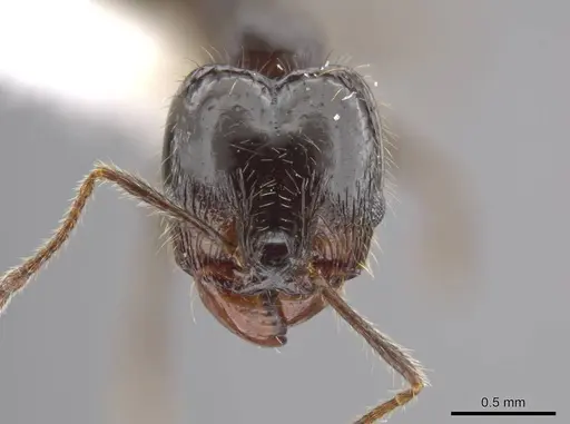 Pheidole insipida - JTLC000007121