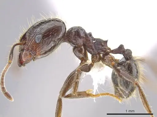 Pheidole insipida - JTLC000007121