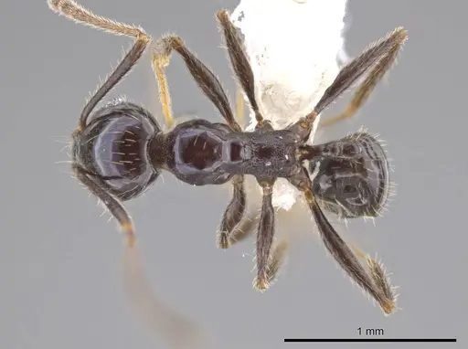 Pheidole insipida - JTLC000007122
