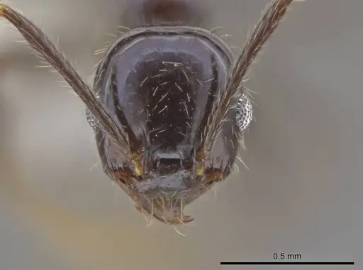 Pheidole insipida - JTLC000007122