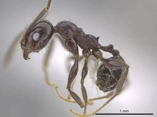 Pheidole insipida - JTLC000007122