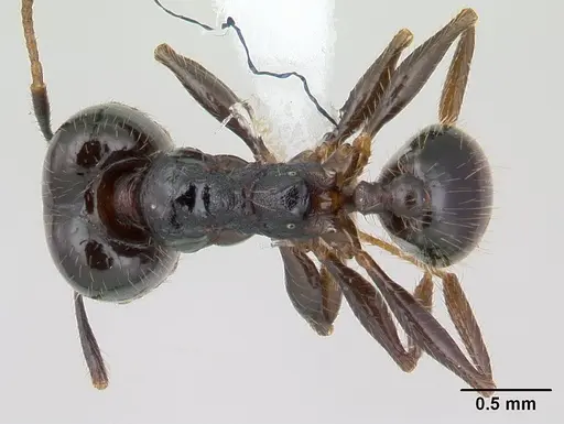 Pheidole insipida - JTLC000007344