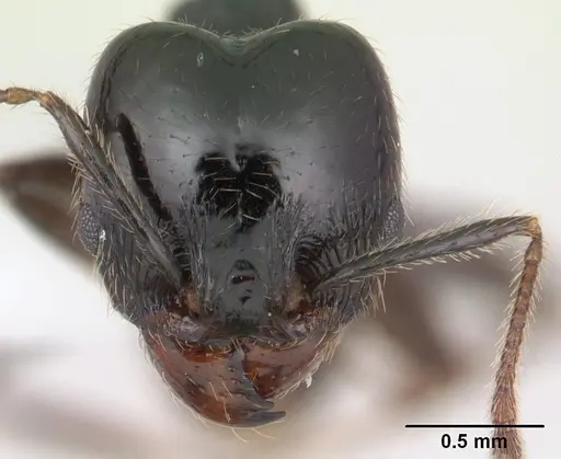 Pheidole insipida - JTLC000007344
