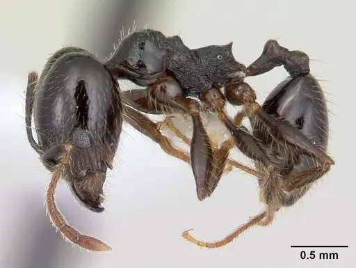 Pheidole insipida - JTLC000007344