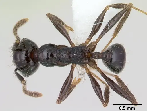 Pheidole insipida - JTLC000007345