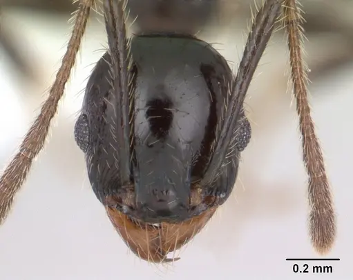 Pheidole insipida - JTLC000007345