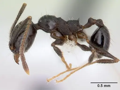 Pheidole insipida - JTLC000007345