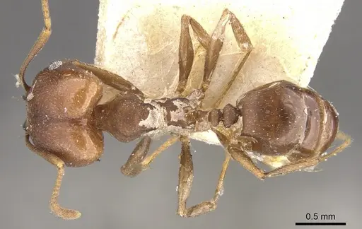 Pheidole inversa specimen