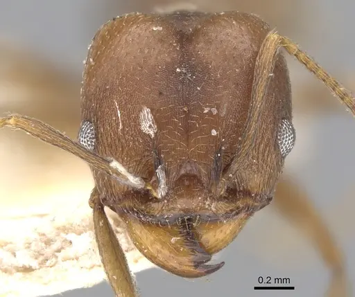 Pheidole inversa specimen