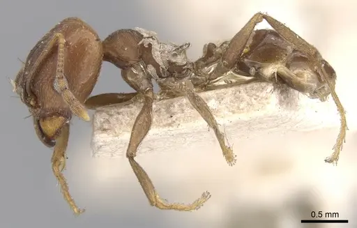 Pheidole inversa specimen