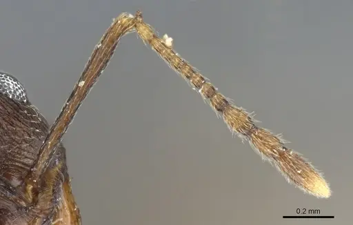 Pheidole inversa - CASENT0904318