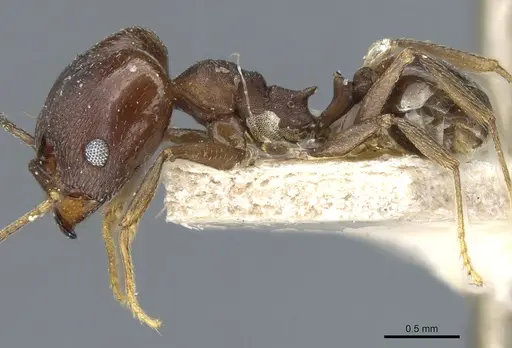 Pheidole inversa - CASENT0904318