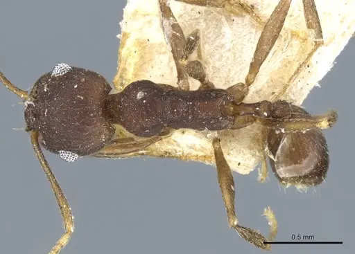 Pheidole inversa - CASENT0904319