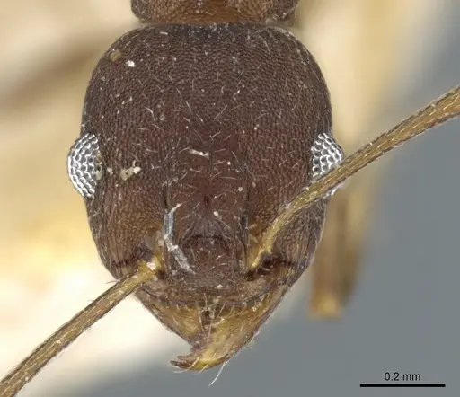 Pheidole inversa - CASENT0904319