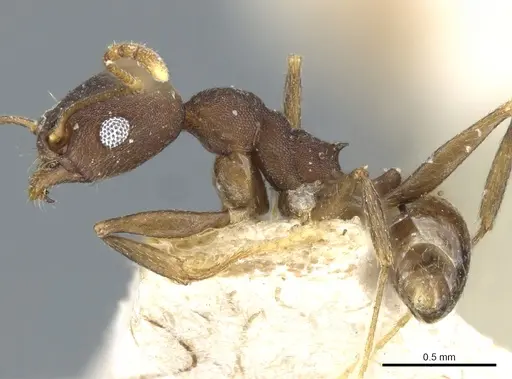 Pheidole inversa - CASENT0904319