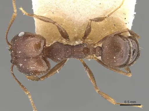 Pheidole inversa - CASENT0908102