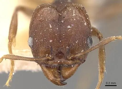 Pheidole inversa - CASENT0908102