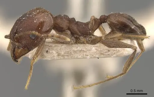 Pheidole inversa - CASENT0908102