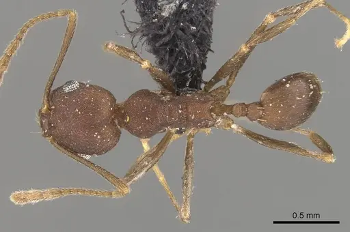 Pheidole inversa - CASENT0908103