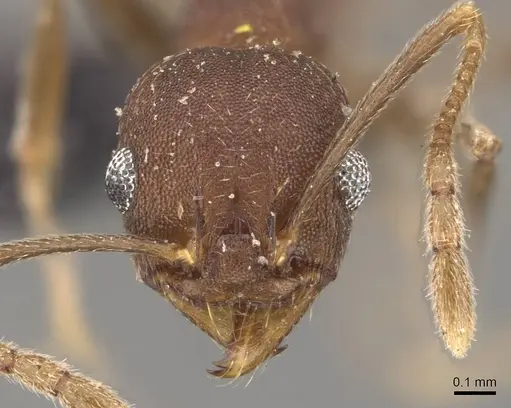 Pheidole inversa - CASENT0908103