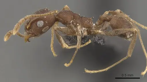 Pheidole inversa - CASENT0908103