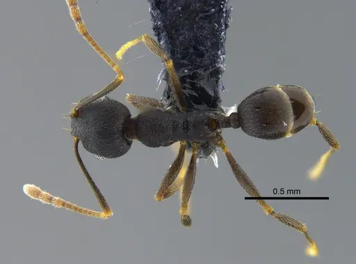 Pheidole inversa - CBUMAGENT42072