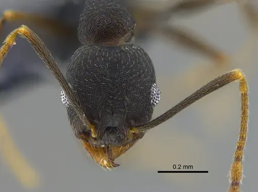 Pheidole inversa - CBUMAGENT42072