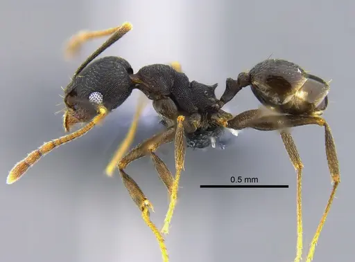 Pheidole inversa - CBUMAGENT42072