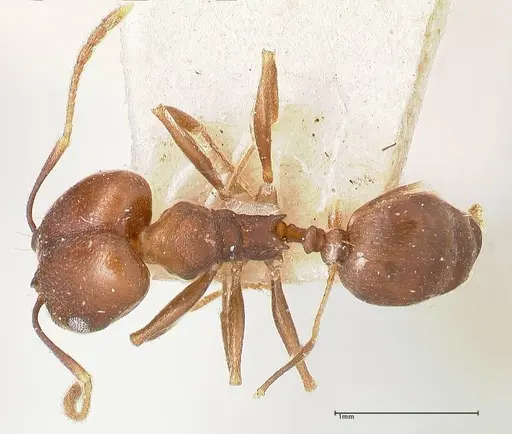 Pheidole inversa - FOCOL0767-1