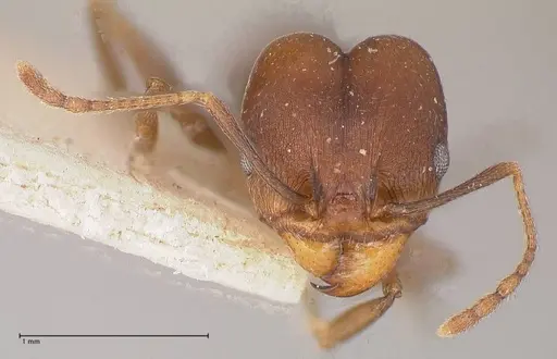 Pheidole inversa - FOCOL0767-1