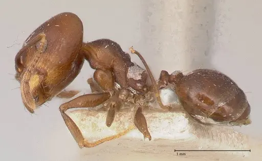 Pheidole inversa - FOCOL0767-1