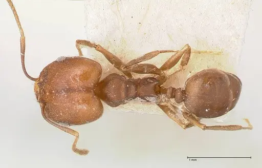 Pheidole inversa - FOCOL0767-2