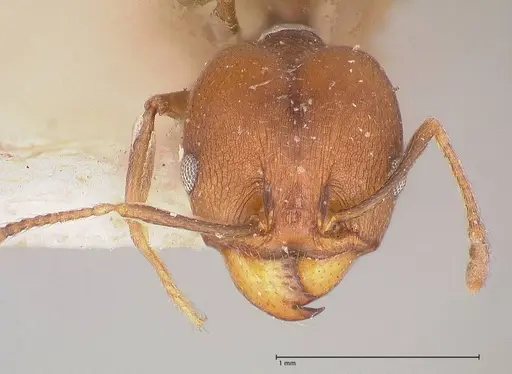 Pheidole inversa - FOCOL0767-2
