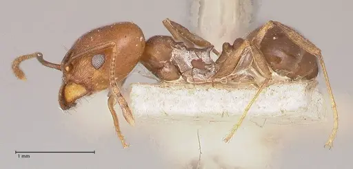 Pheidole inversa - FOCOL0767-2