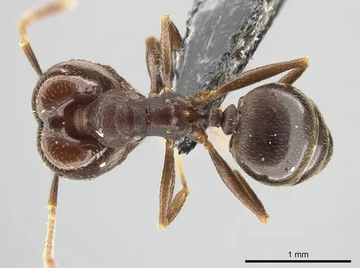 Pheidole inversa - JTLC000010431
