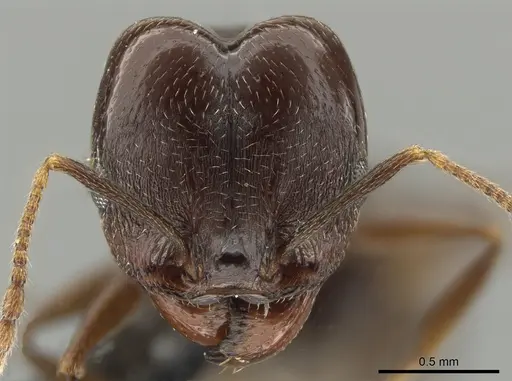 Pheidole inversa - JTLC000010431