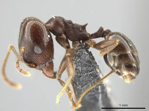 Pheidole inversa - JTLC000010431