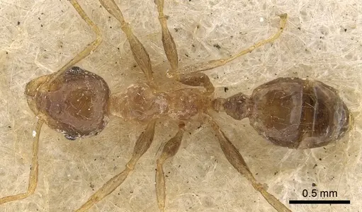 Pheidole irritans specimen